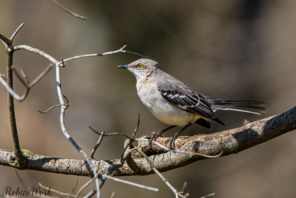 RLW_5464-Edit-Edit.jpg