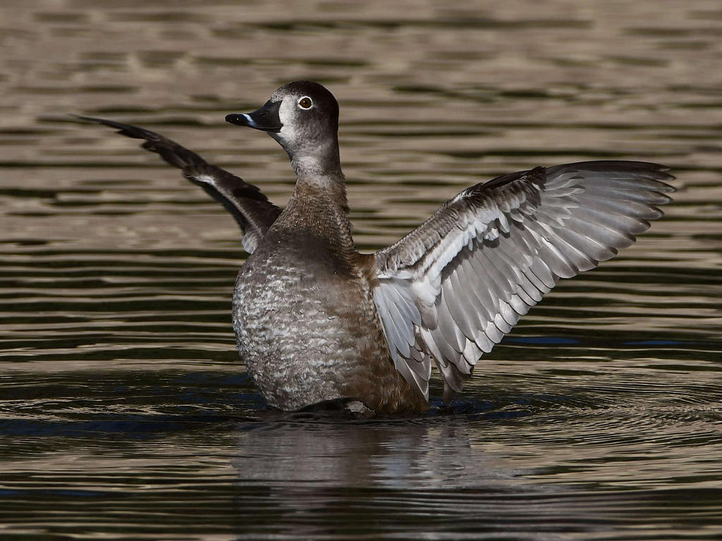 RNDuck10.jpg