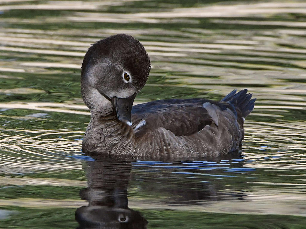 RNDuck4.jpg