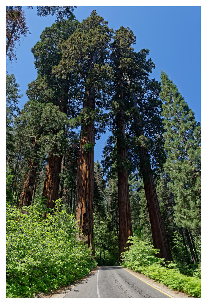 Road through Sequoia Trees.jpg