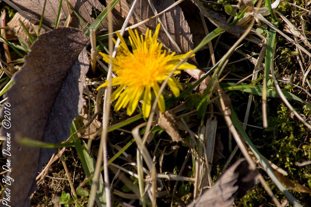 Road Trip To Cove Springs-2706.JPG