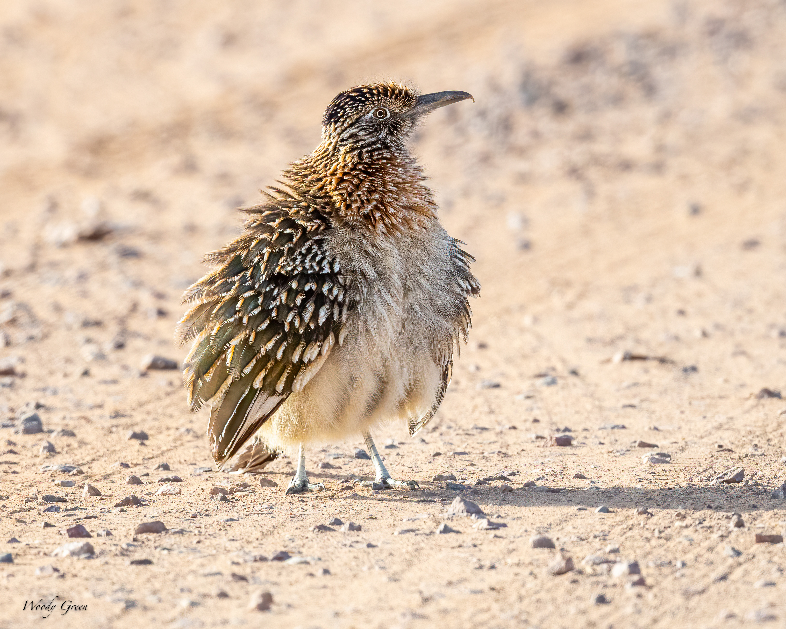 RoadRunner-253.jpg