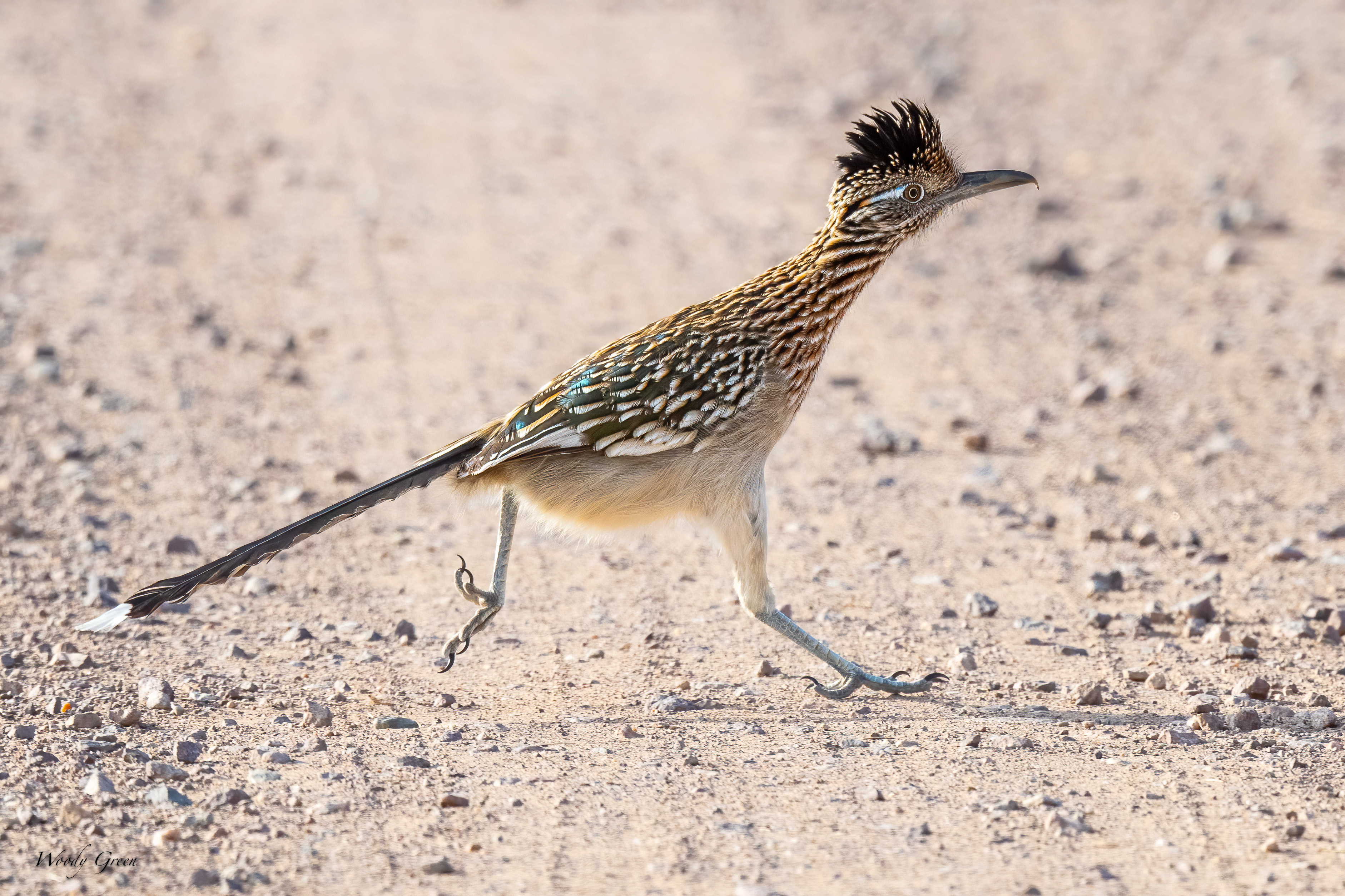 RoadRunner-254.jpg