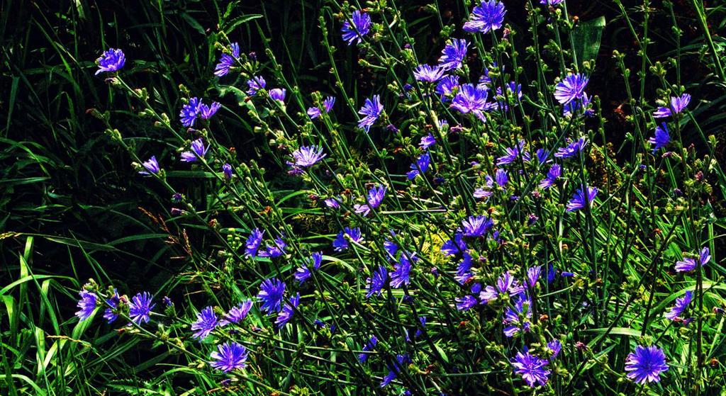 roadside blue1200.jpg