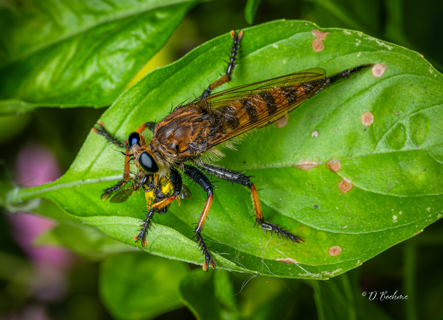 robberfly-2.jpg