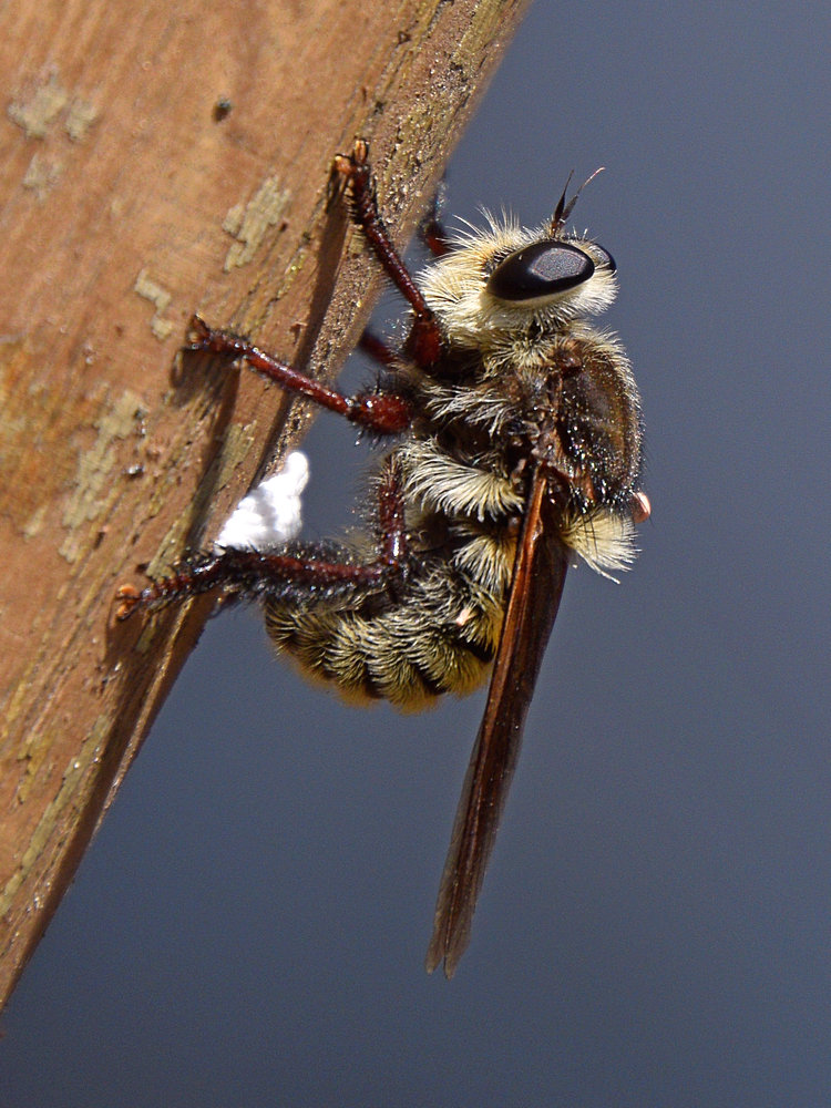RobberFly.jpg