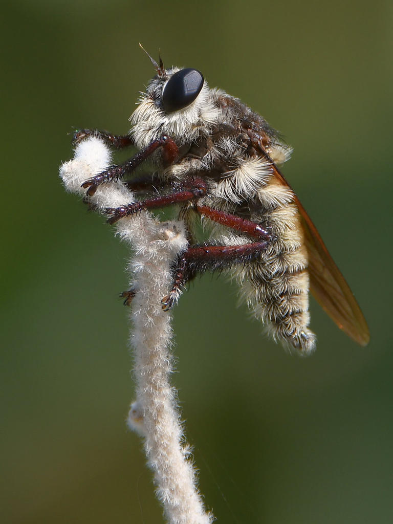 RobberFly.jpg