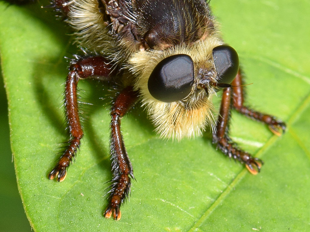 RobberFly2.jpg