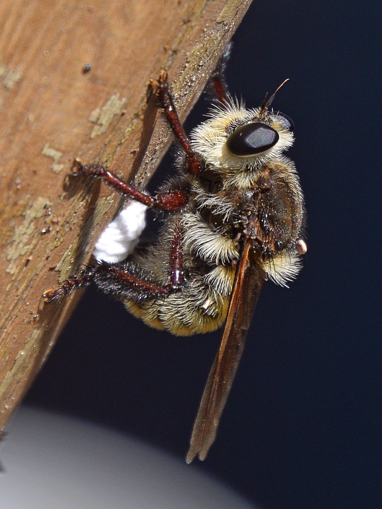 RobberFly2.jpg