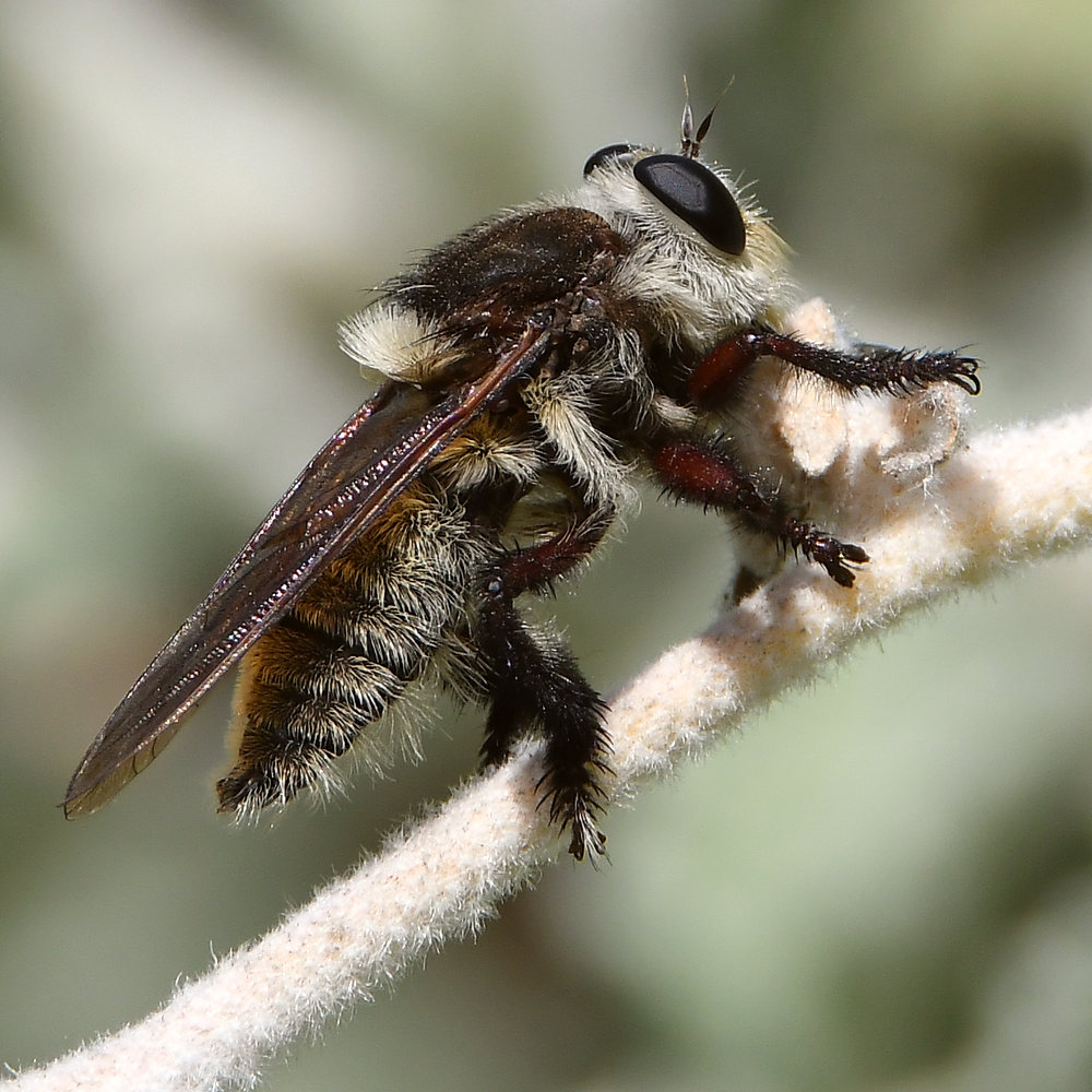 RobberFly4.jpg