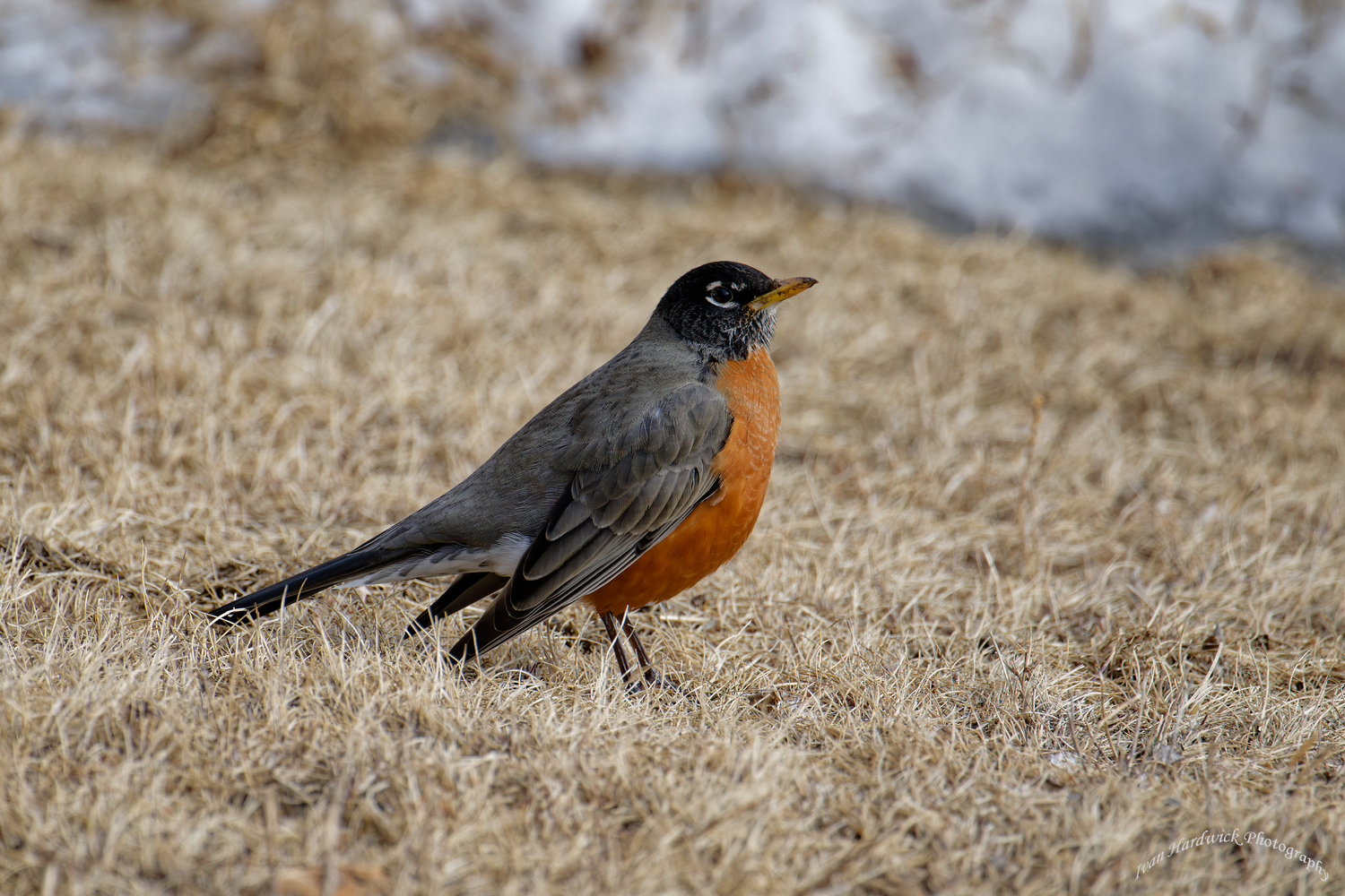 Robin 0323.jpg
