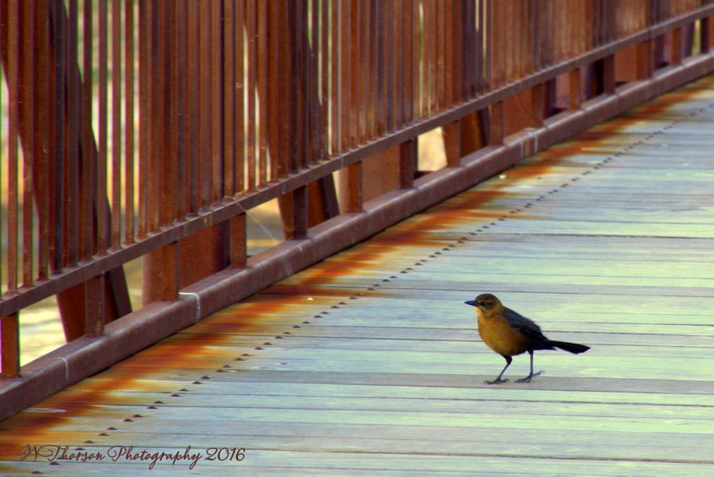 Robin 11-17-2016.jpg