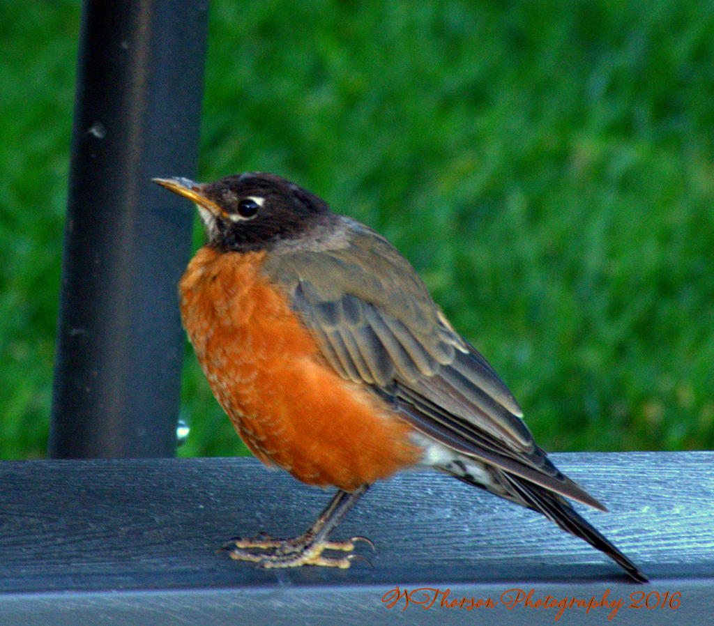 Robin #2 8-11-2016.jpg