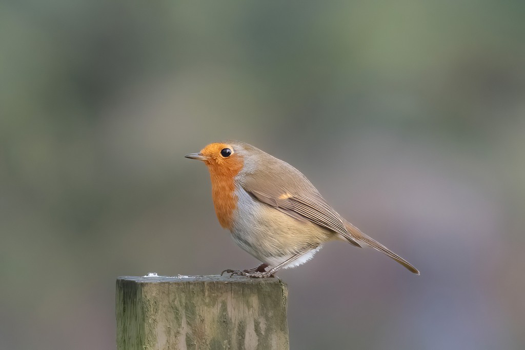 Robin-2.jpg