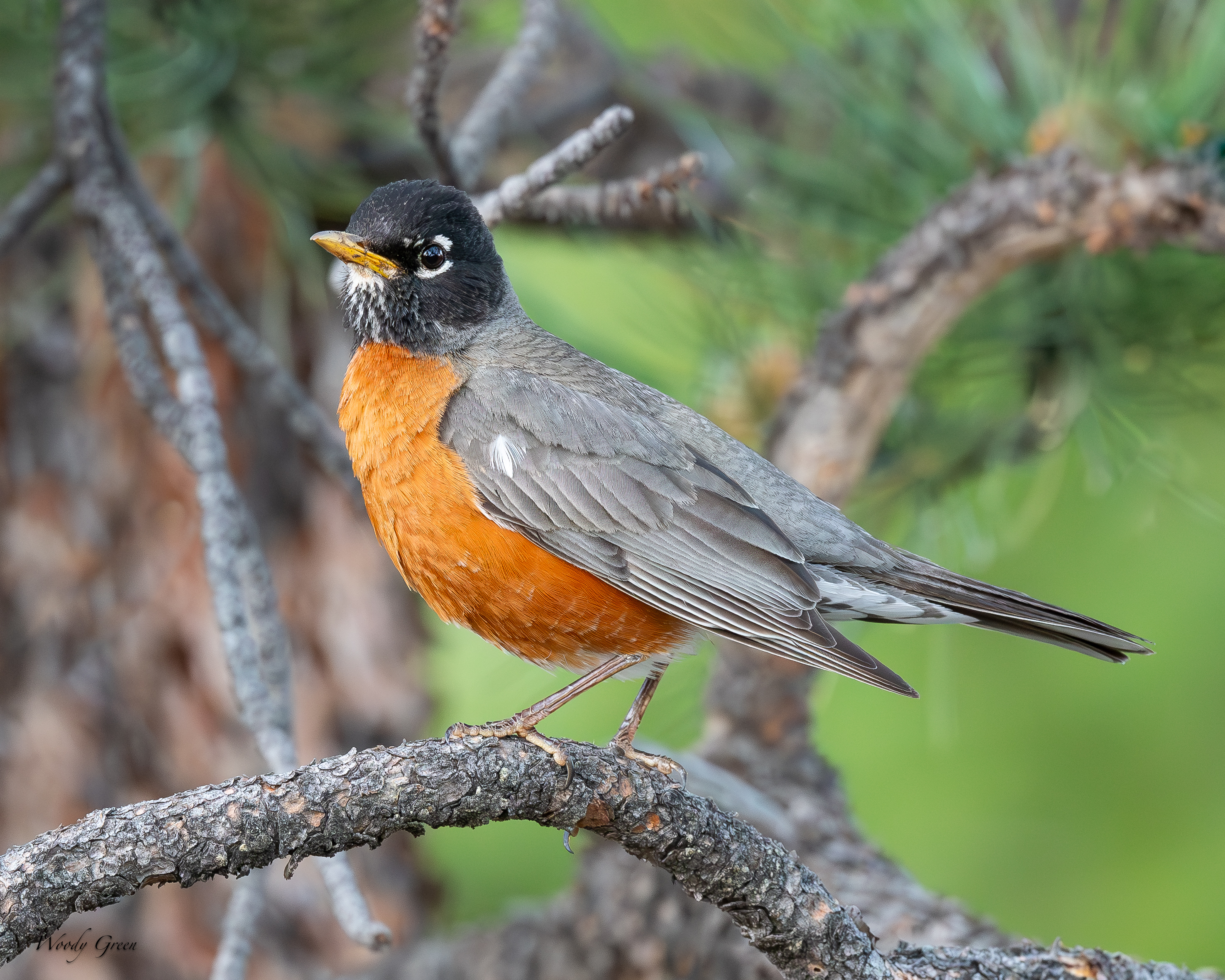 Robin-48.jpg