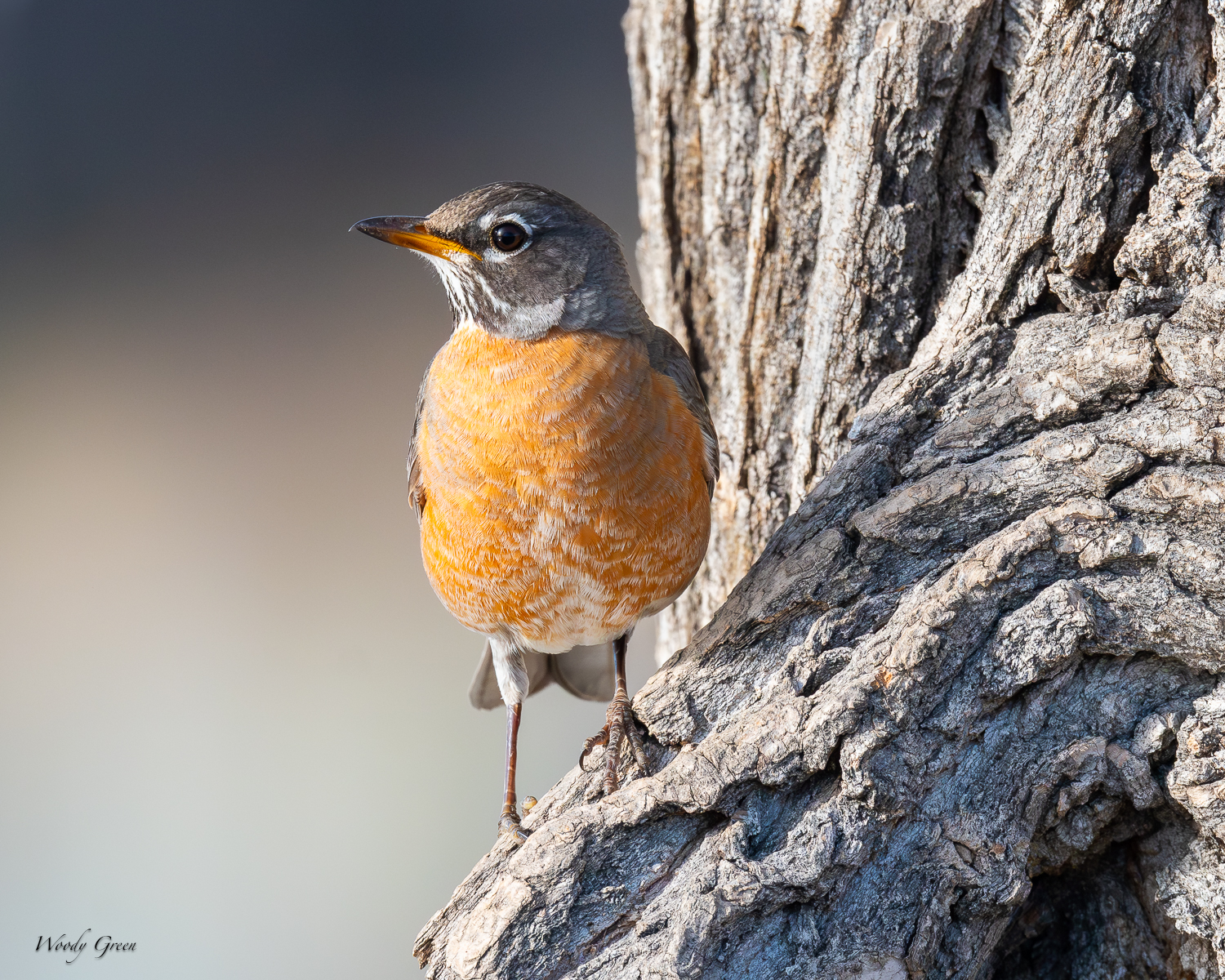 Robin-566.jpg