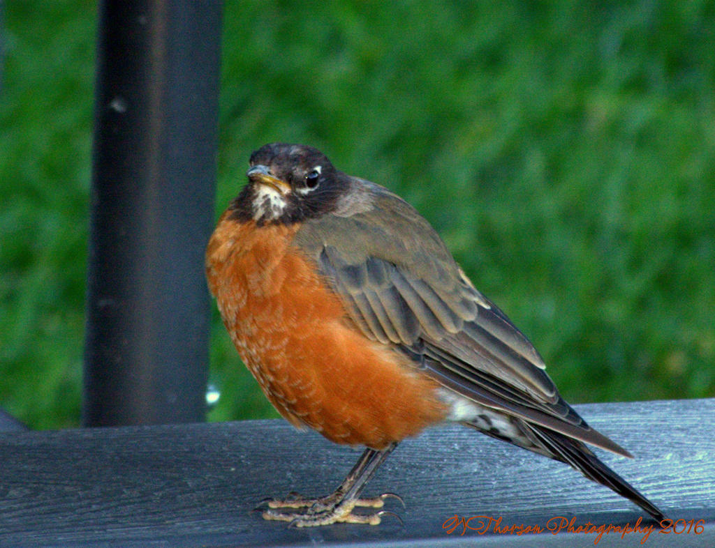Robin 8-11-2016.jpg