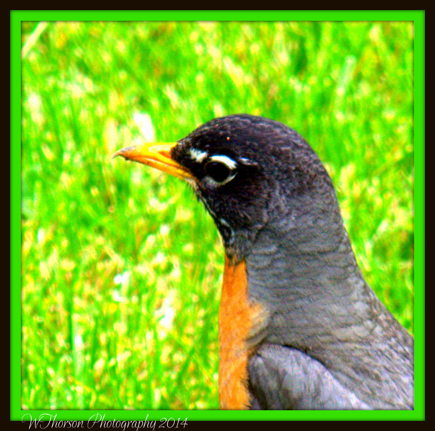 Robin Close Up.jpg