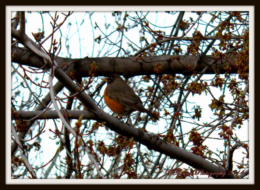 Robin in Oak Tree.jpg