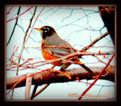 Robin in tree.jpg