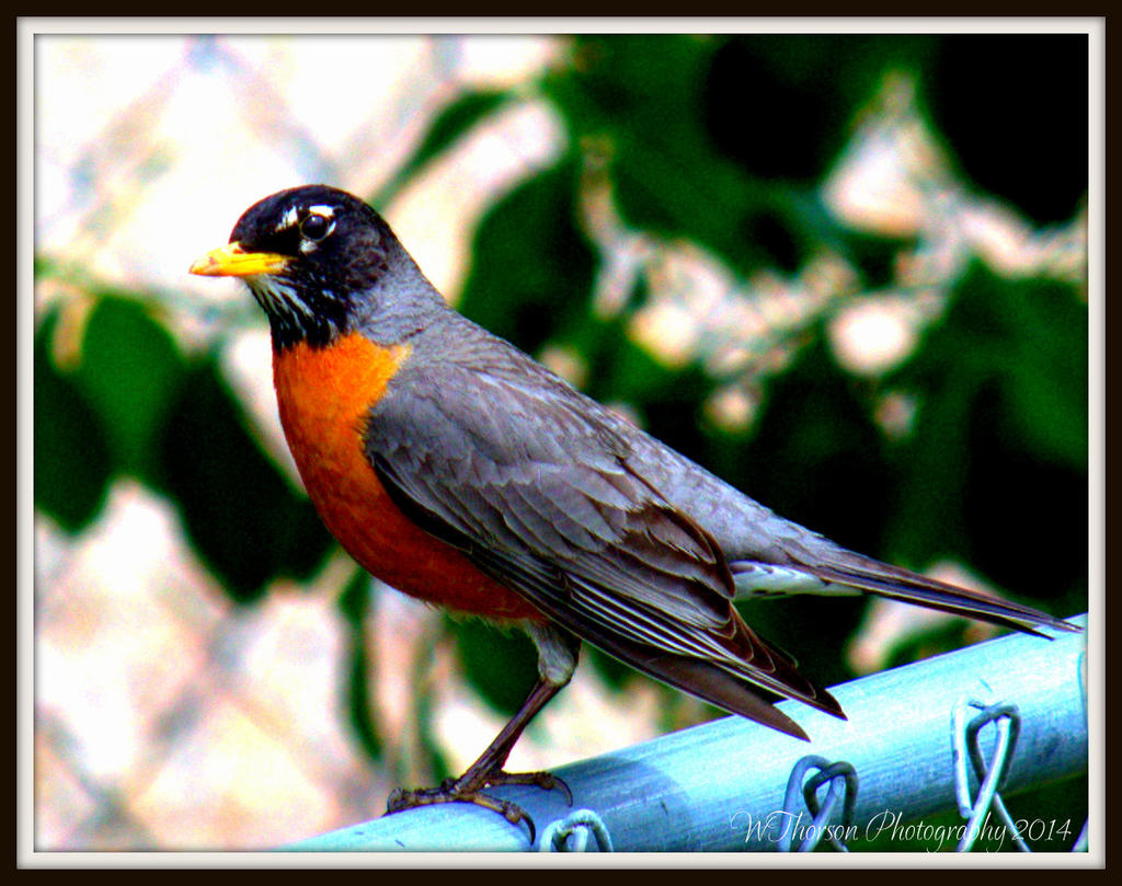 Robin in Yard.jpg