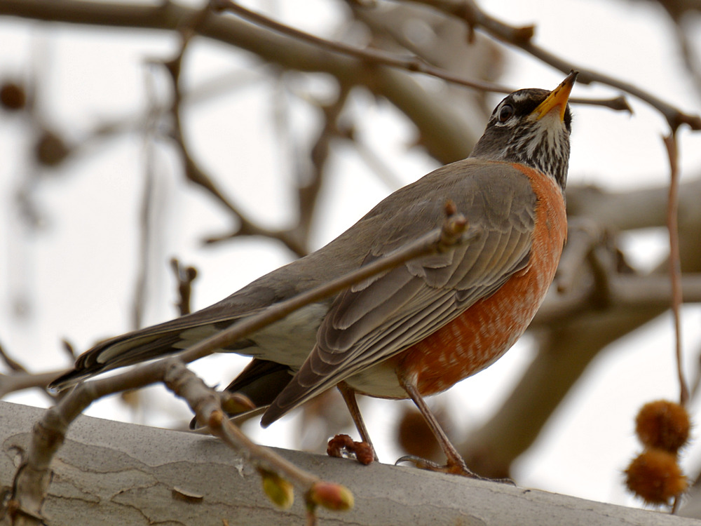 Robin.jpg