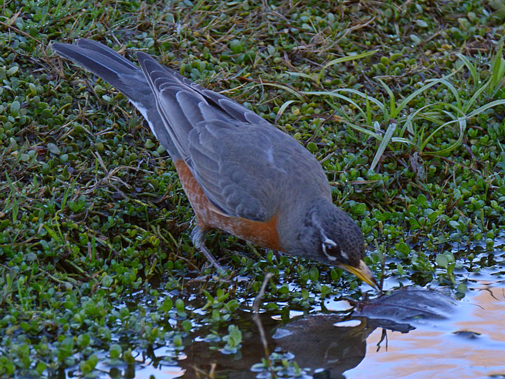 Robin.jpg