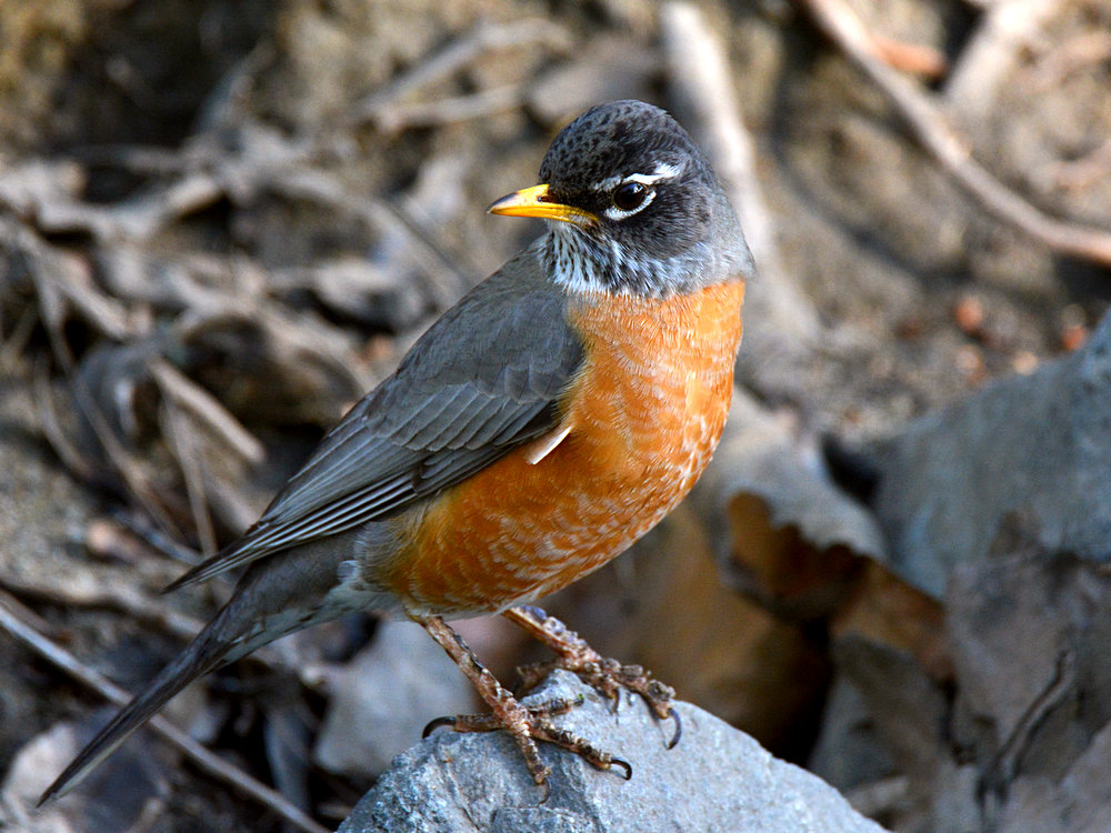 Robin.jpg
