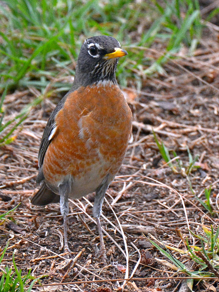 Robin.jpg