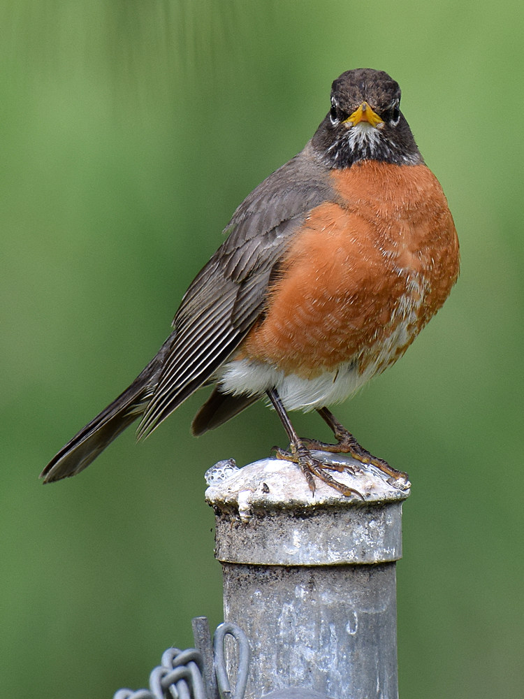 Robin.jpg