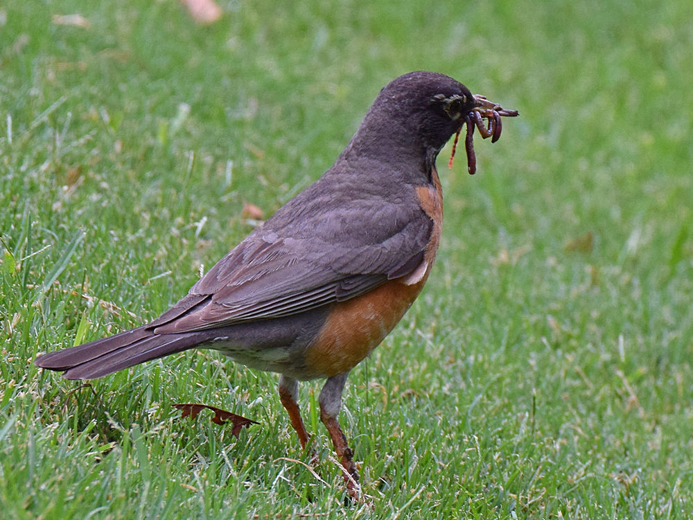 Robin.jpg
