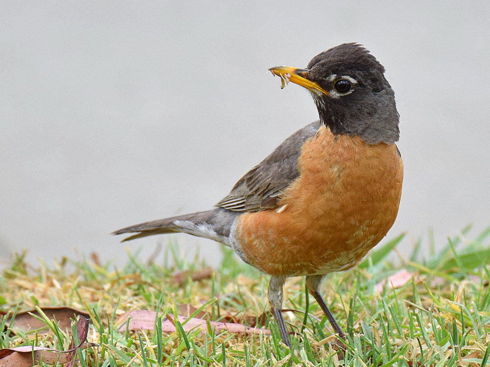 Robin.jpg