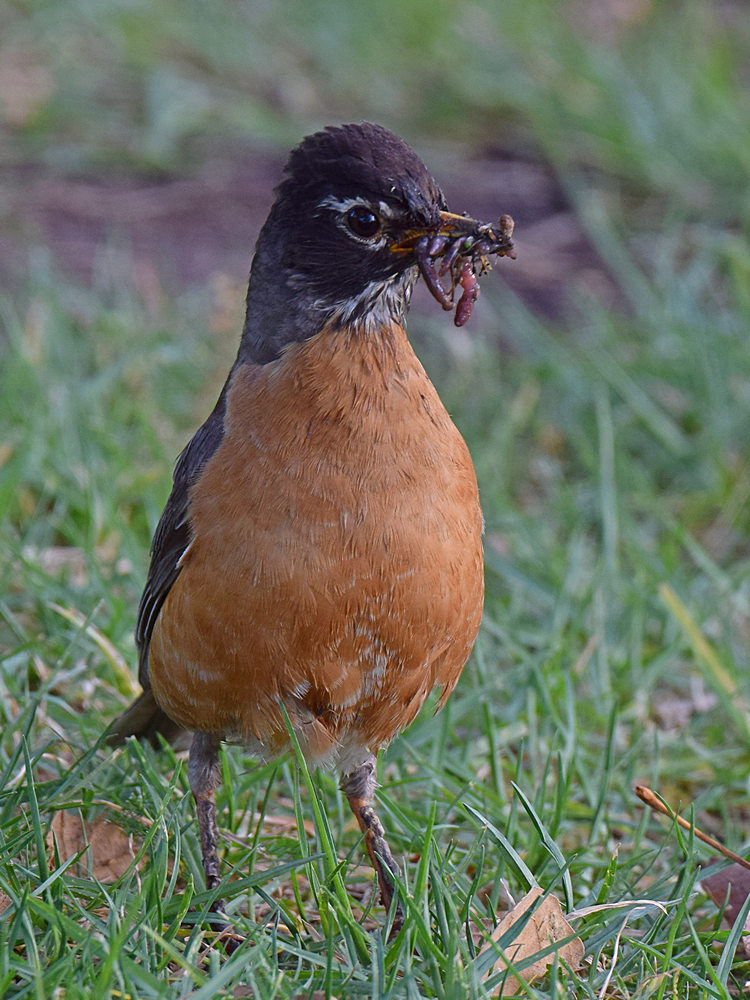 Robin.jpg