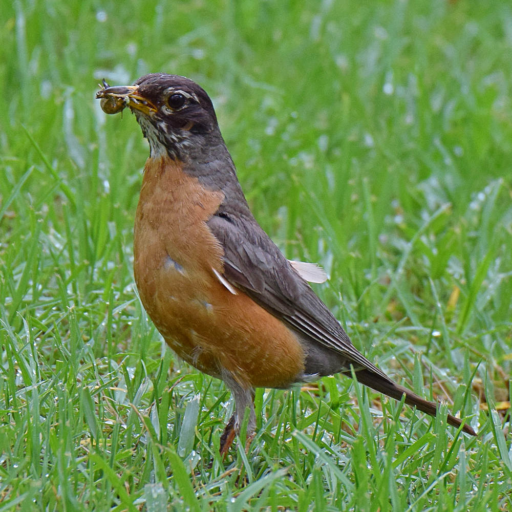 Robin.jpg