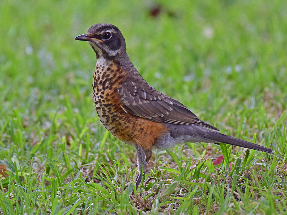 Robin.jpg