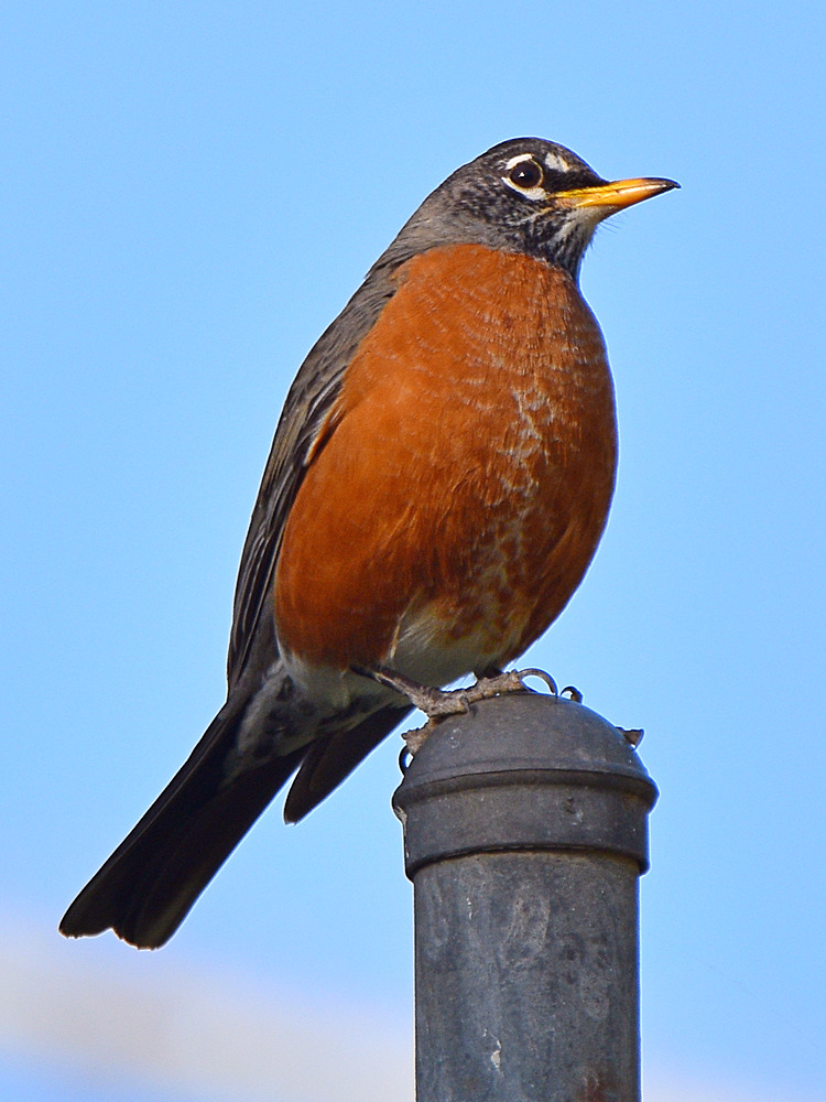 Robin.jpg