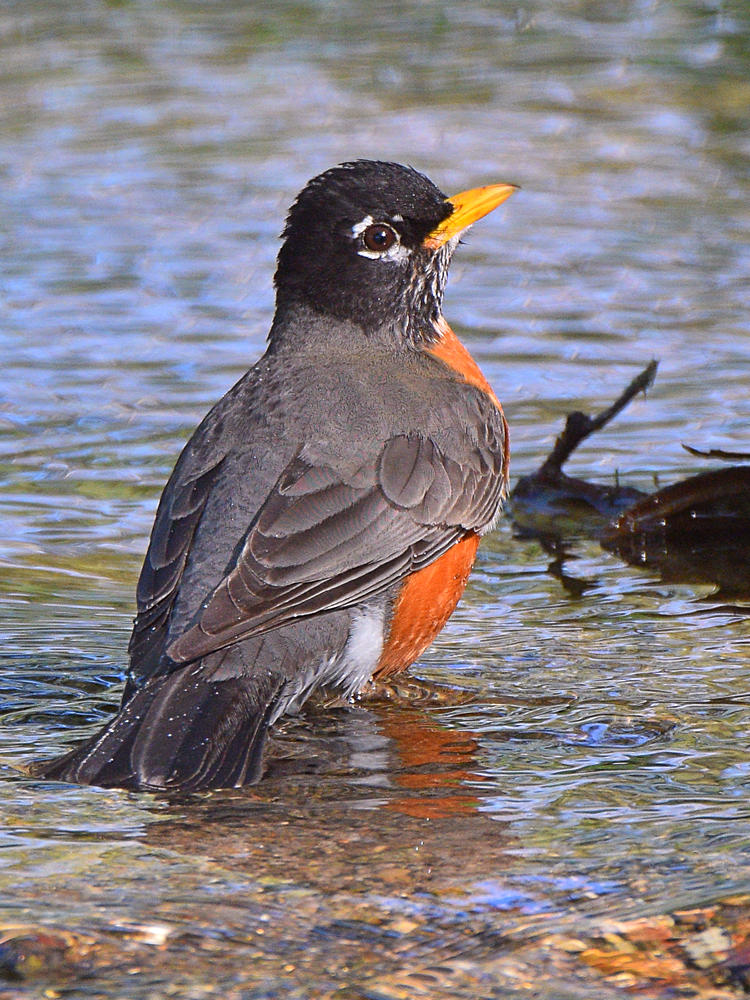Robin.jpg