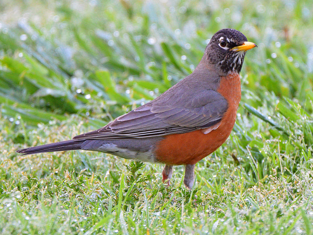 Robin.jpg
