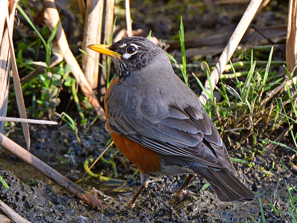 Robin.jpg
