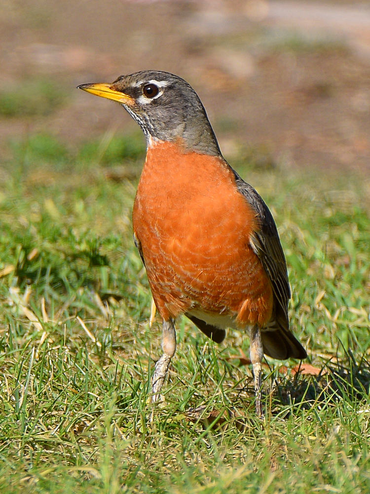 Robin.jpg
