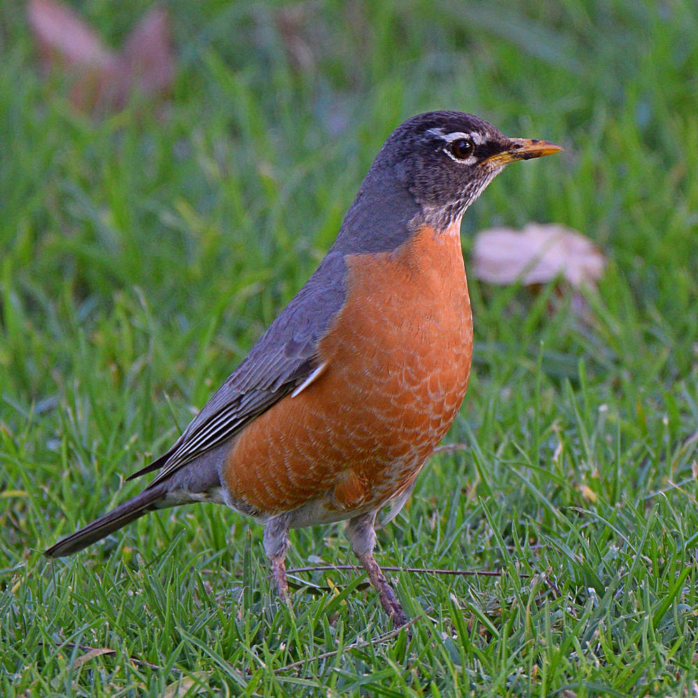 Robin.jpg