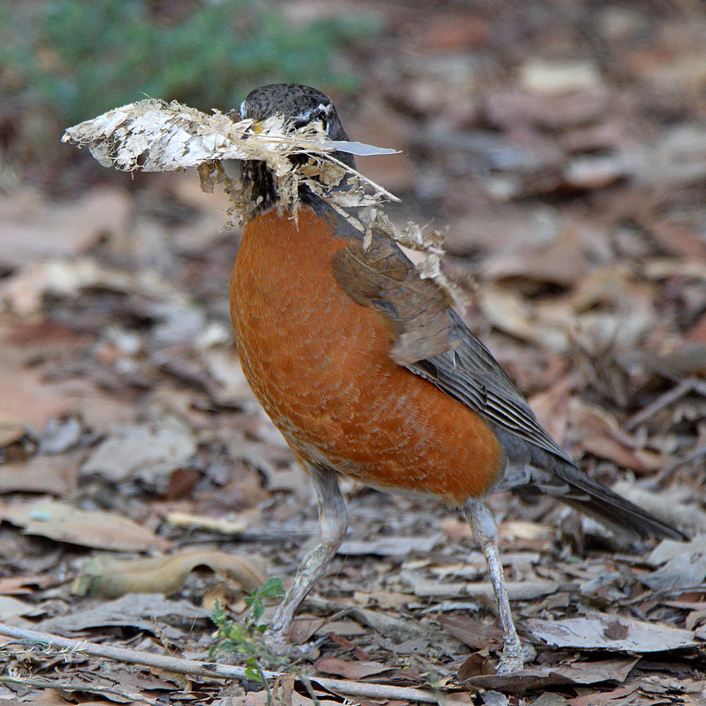 Robin.jpg