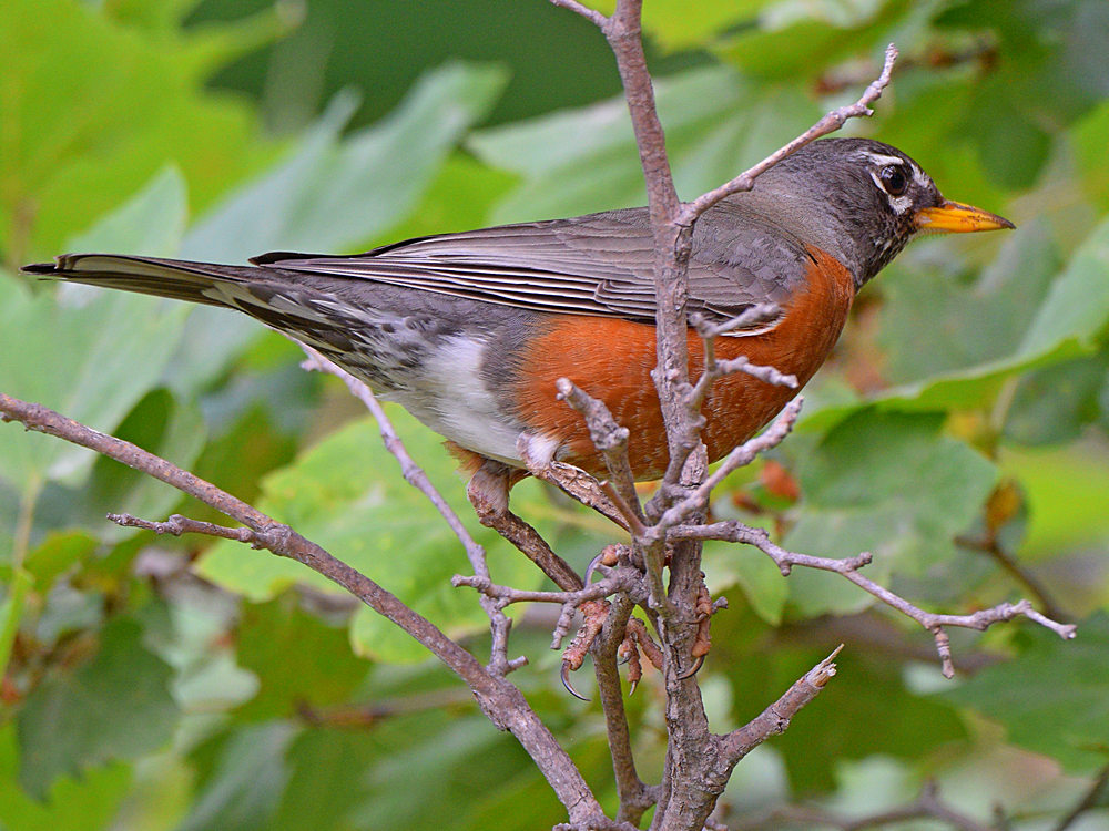 Robin.jpg