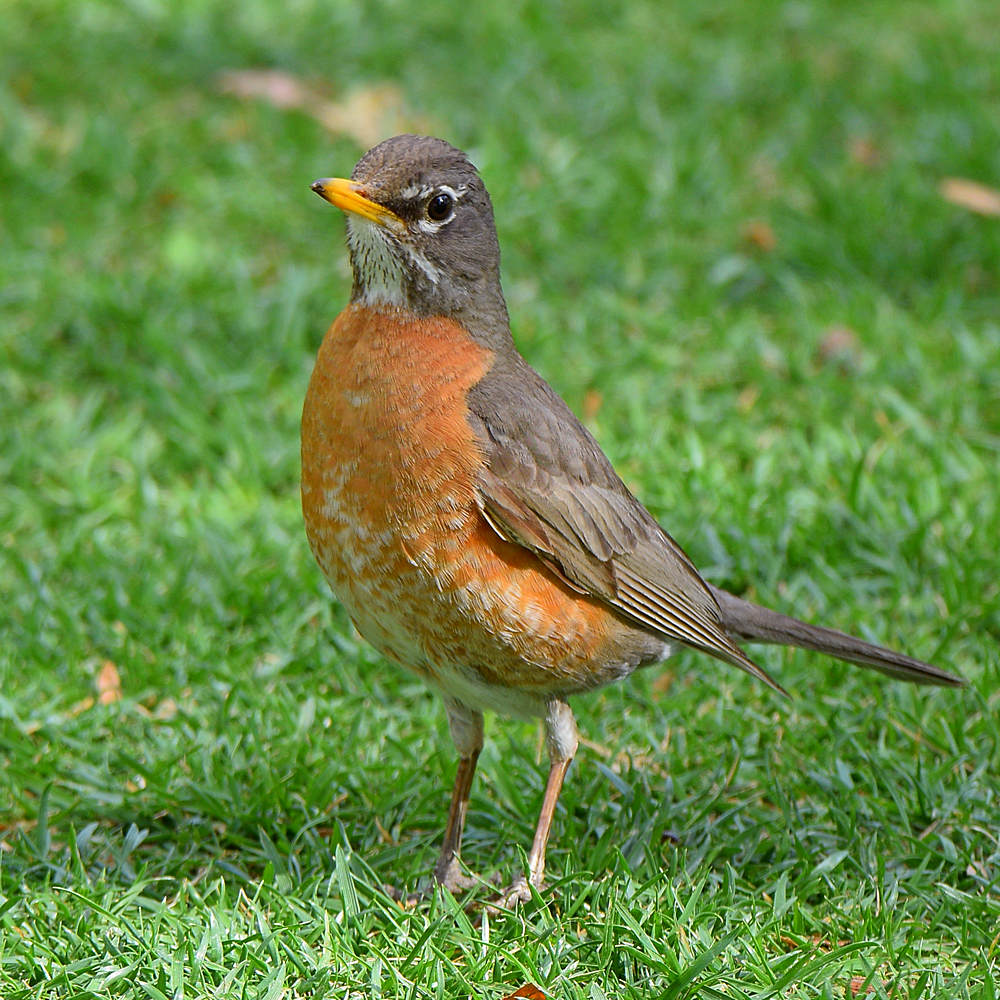 Robin.jpg