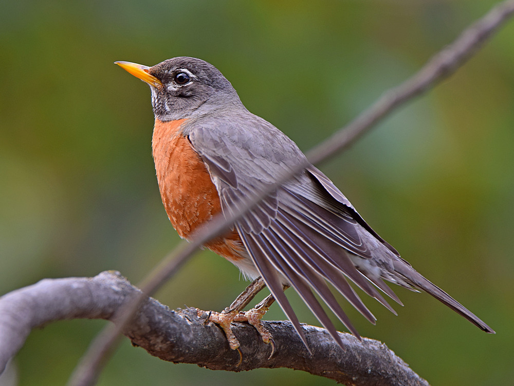 Robin.jpg
