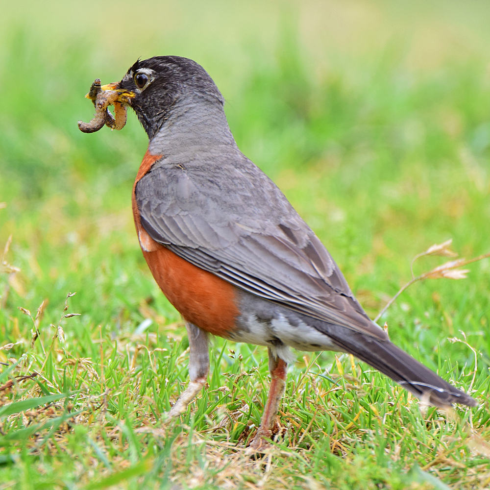 Robin.jpg