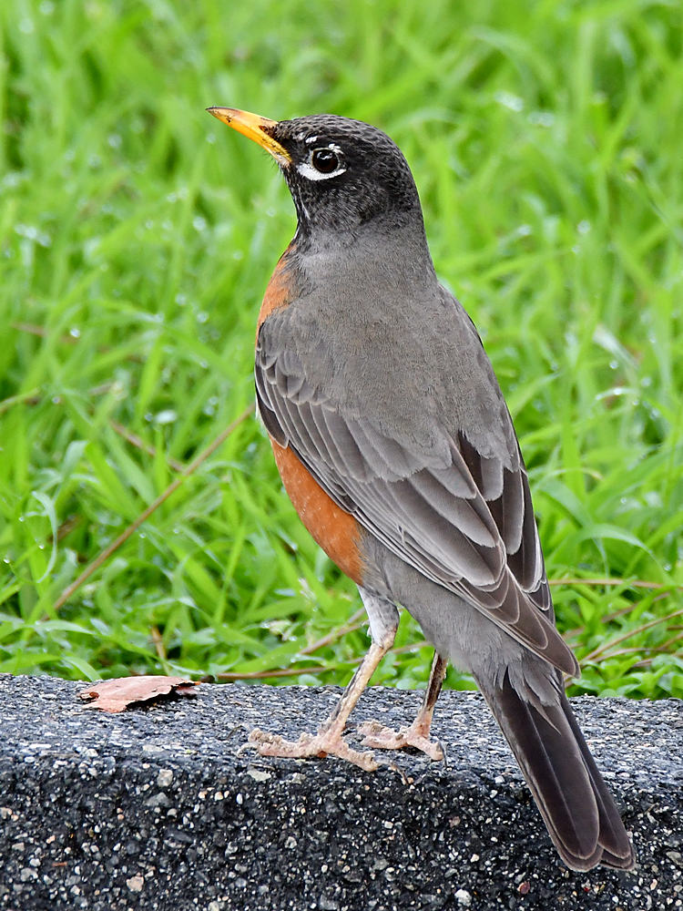 Robin.jpg