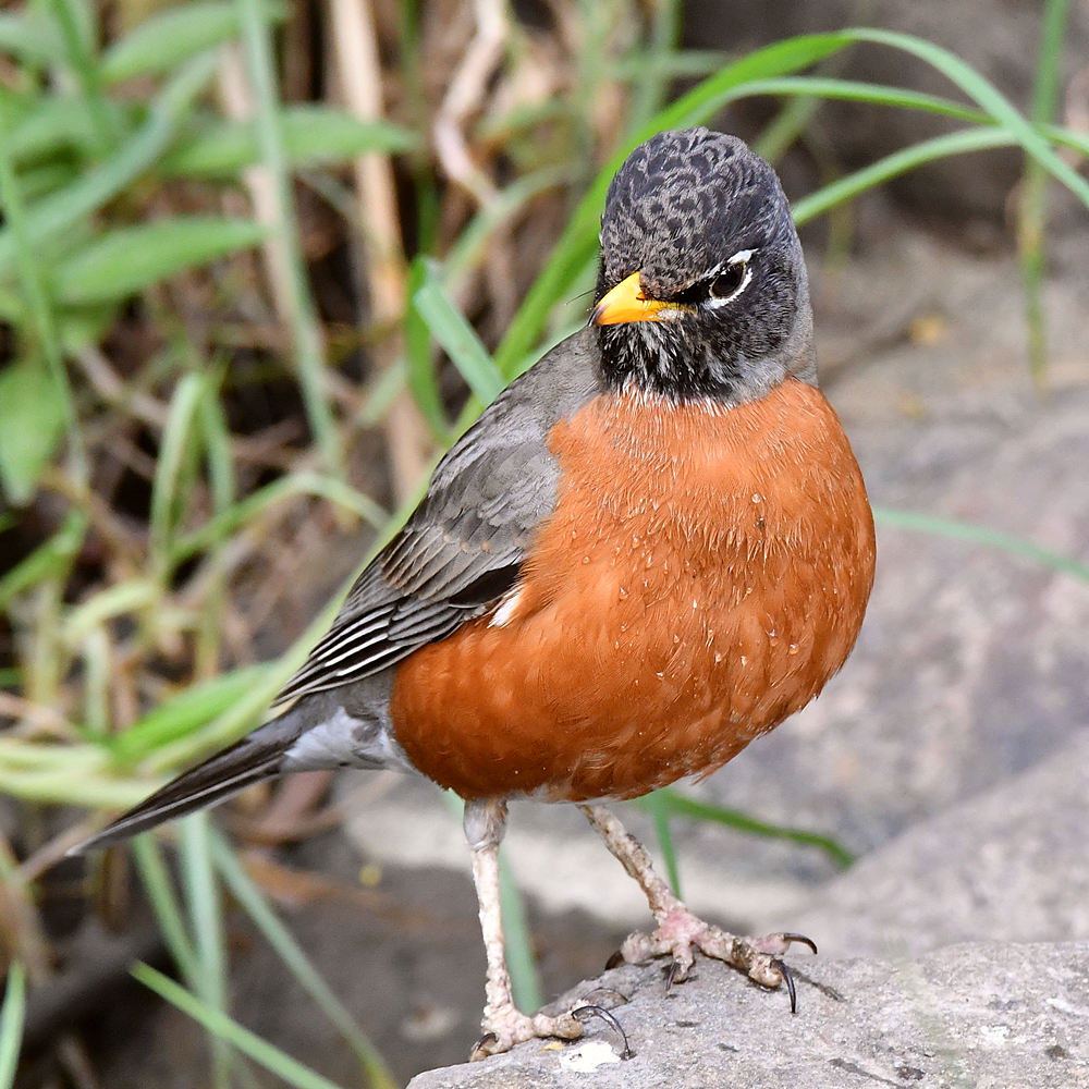 Robin.jpg