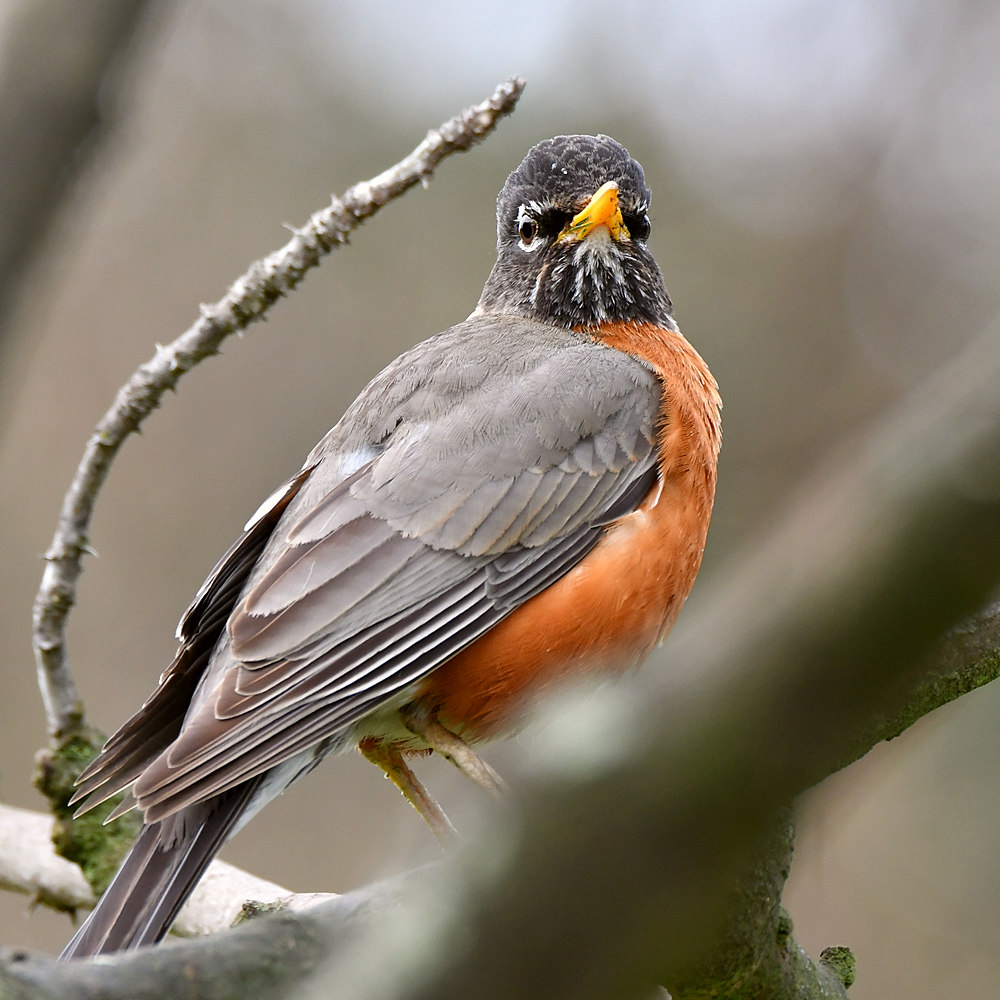 Robin.jpg
