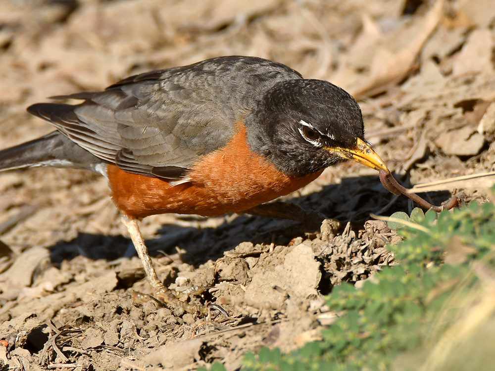 Robin.jpg